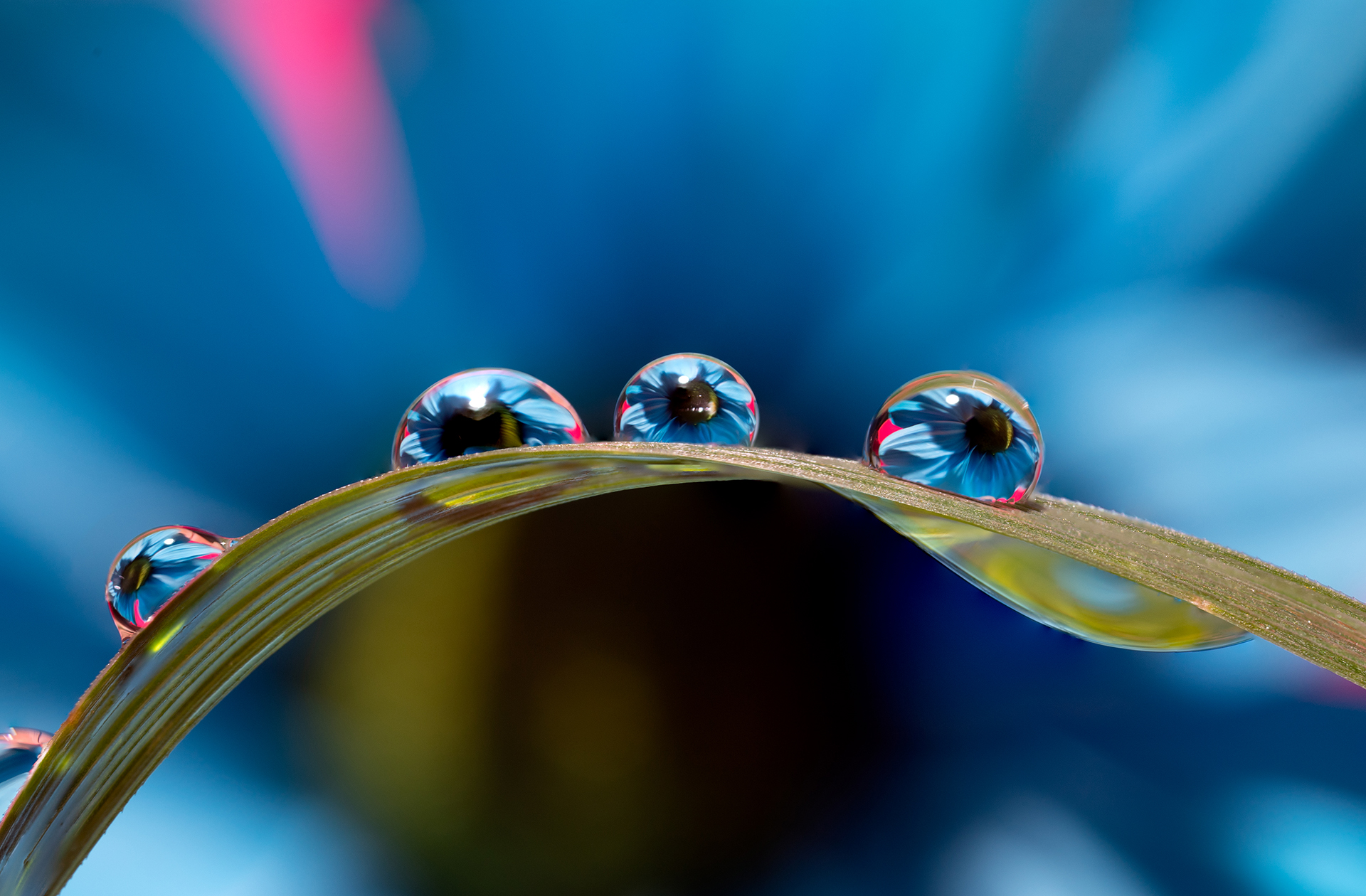 Water Drops on grass with a flower behind